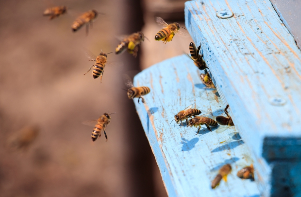 😱全罩安全帽裡「藏蜂雙煞」！右眼被螫到腫成一條線😵(圖)